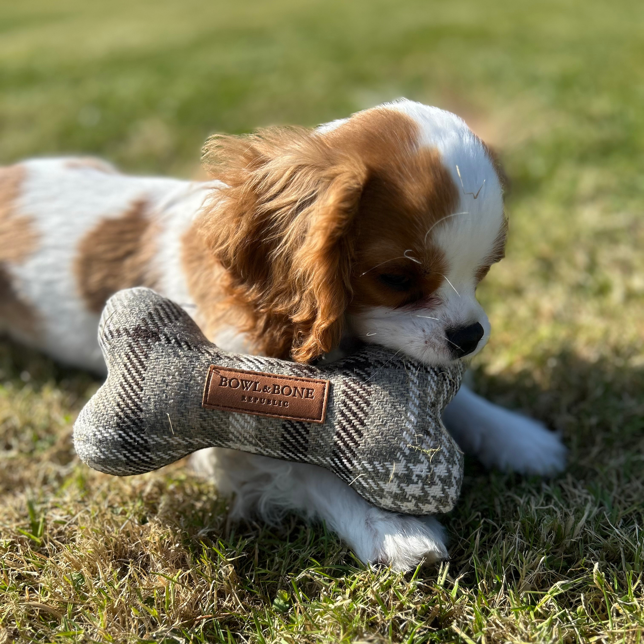 Puppy crate