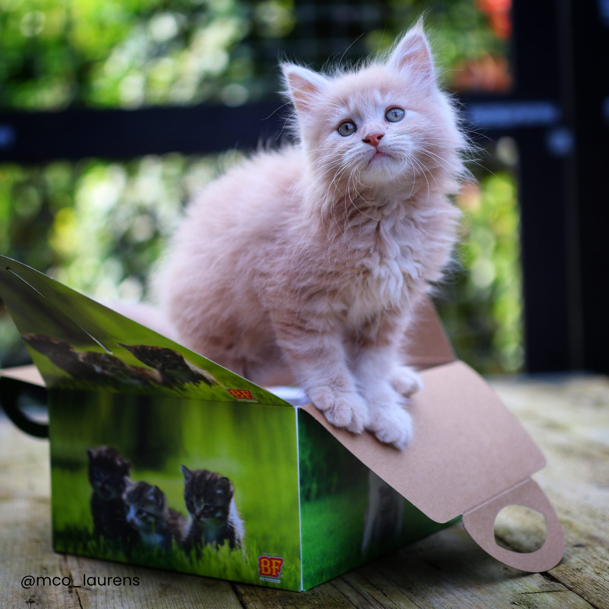 Kitten box
