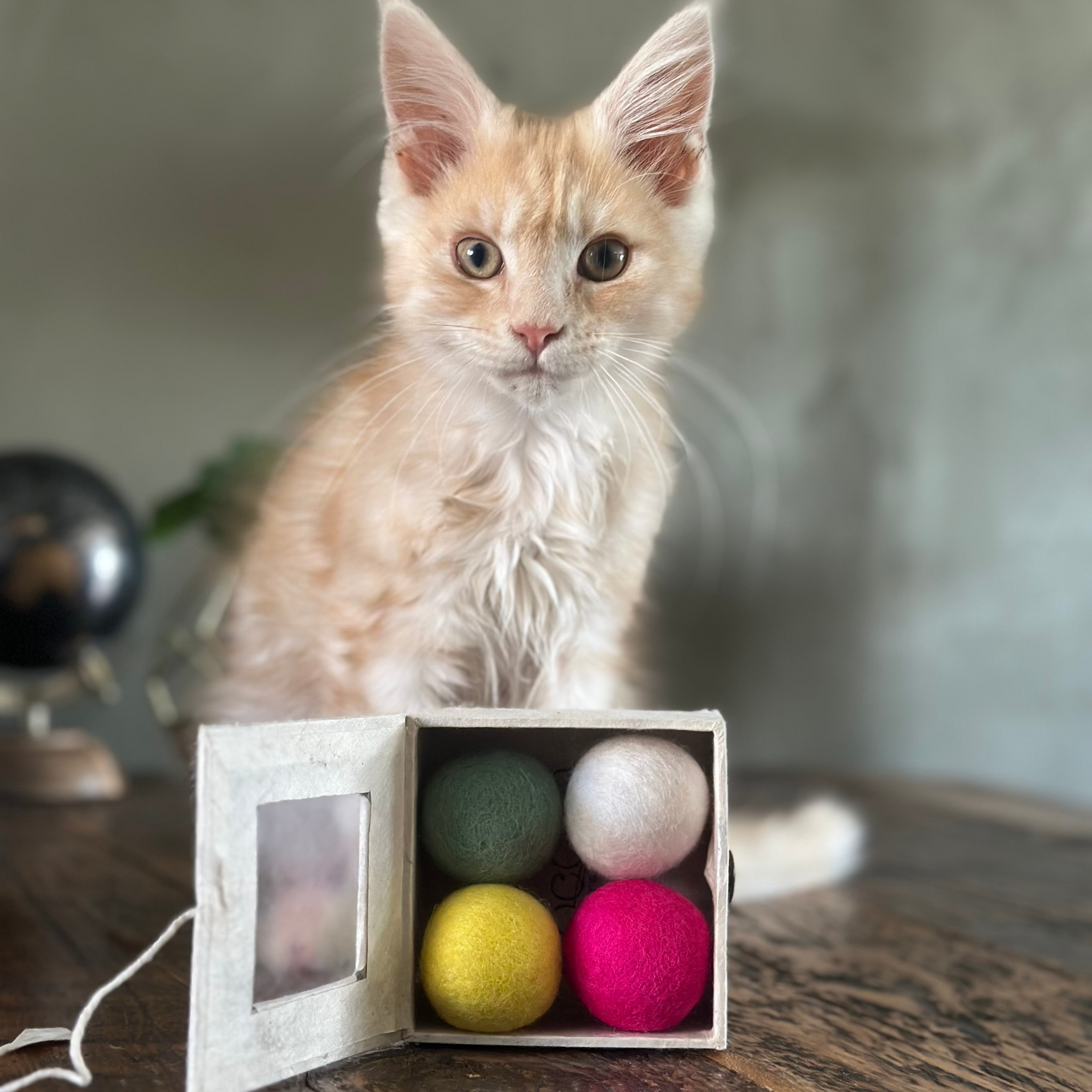 Kitten box