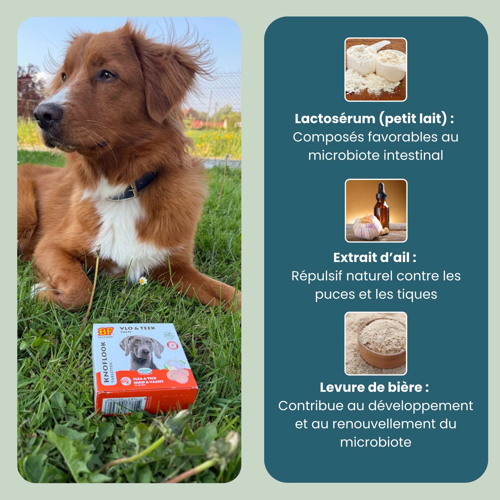 Comprimés répulsifs parasites pour chien