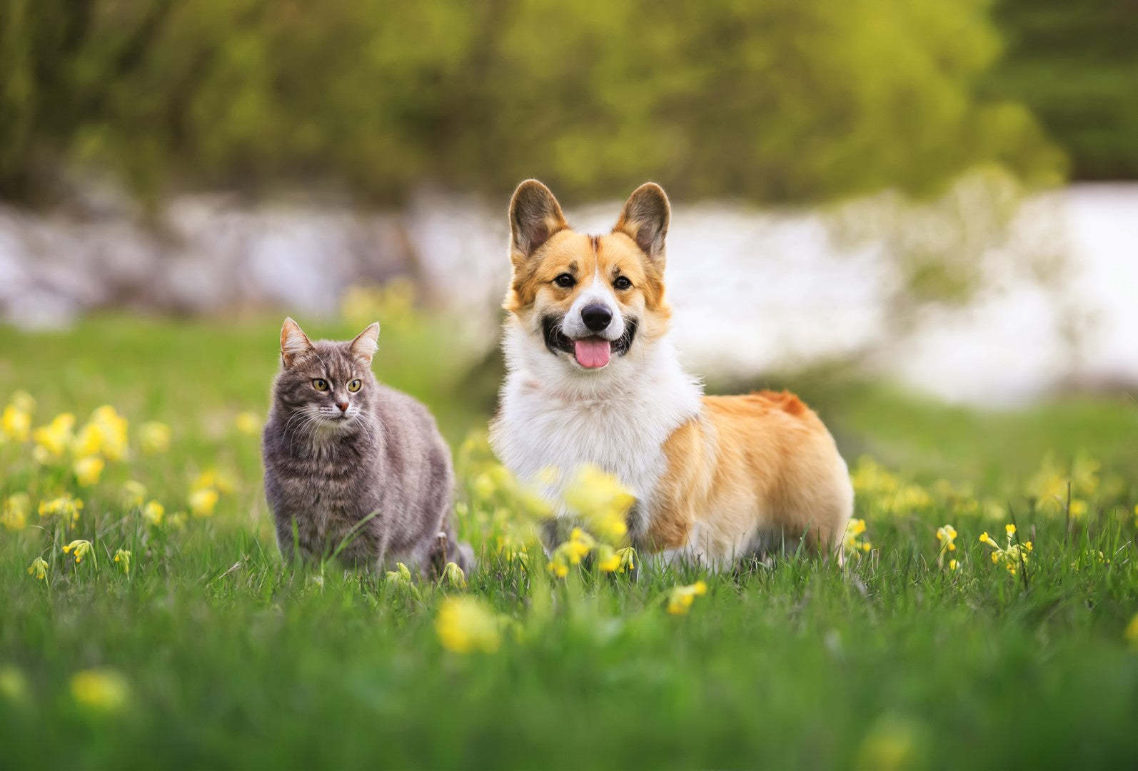 BF Petfood, l’alimentation naturelle depuis 1989