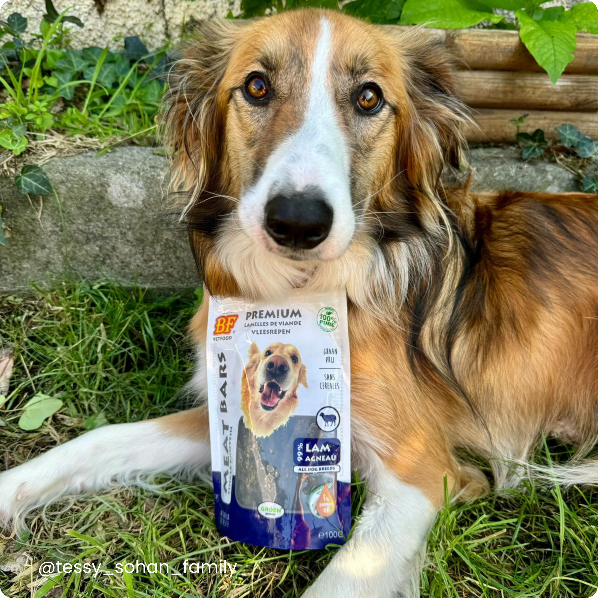 Dried lamb meat strips for dogs