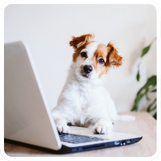 Faite votre choix de croquettes et programmez votre fréquence de livraison !