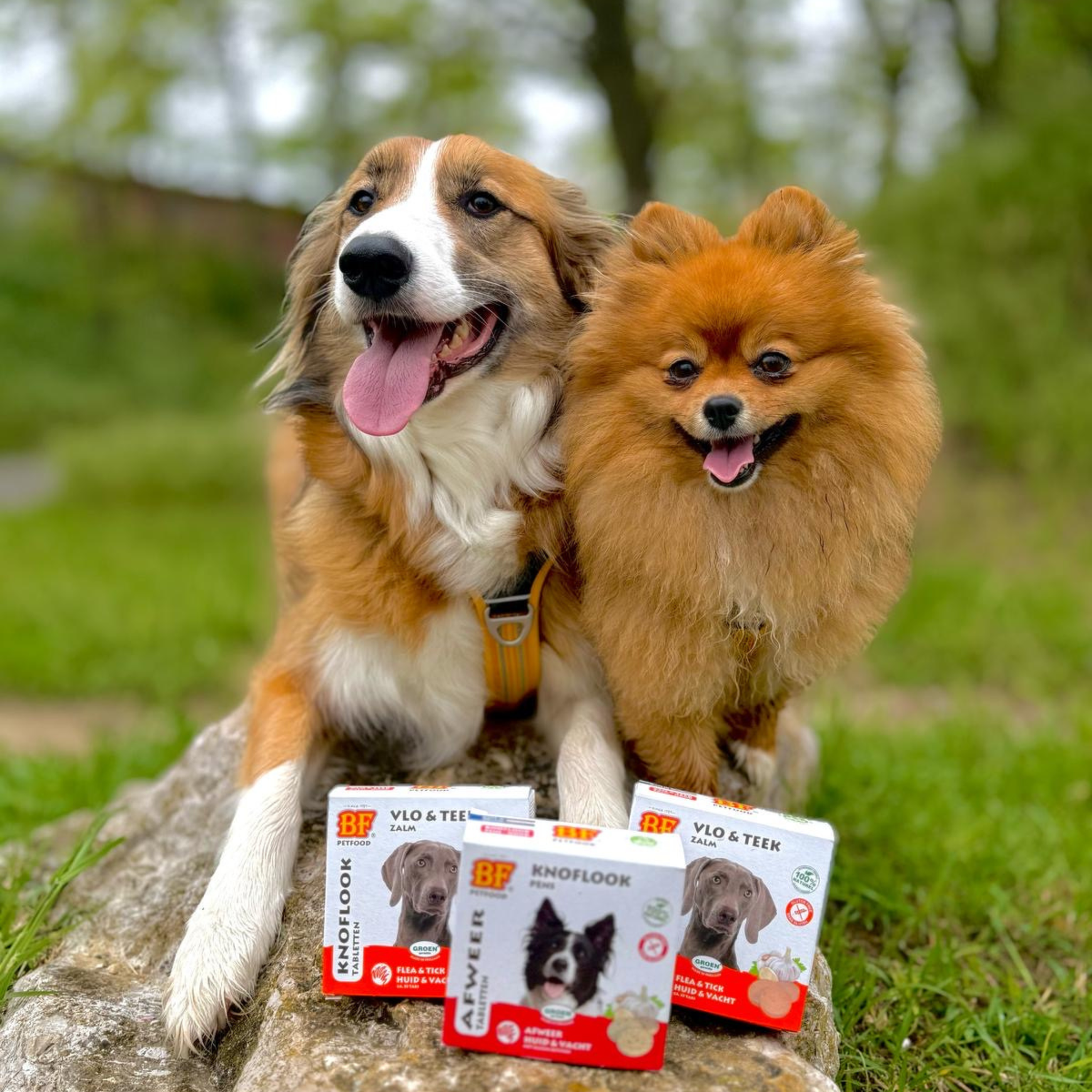 Comprimés répulsifs parasites pour chien