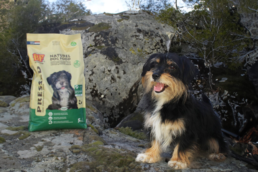 a dog sitting on a rock next to a bag of food