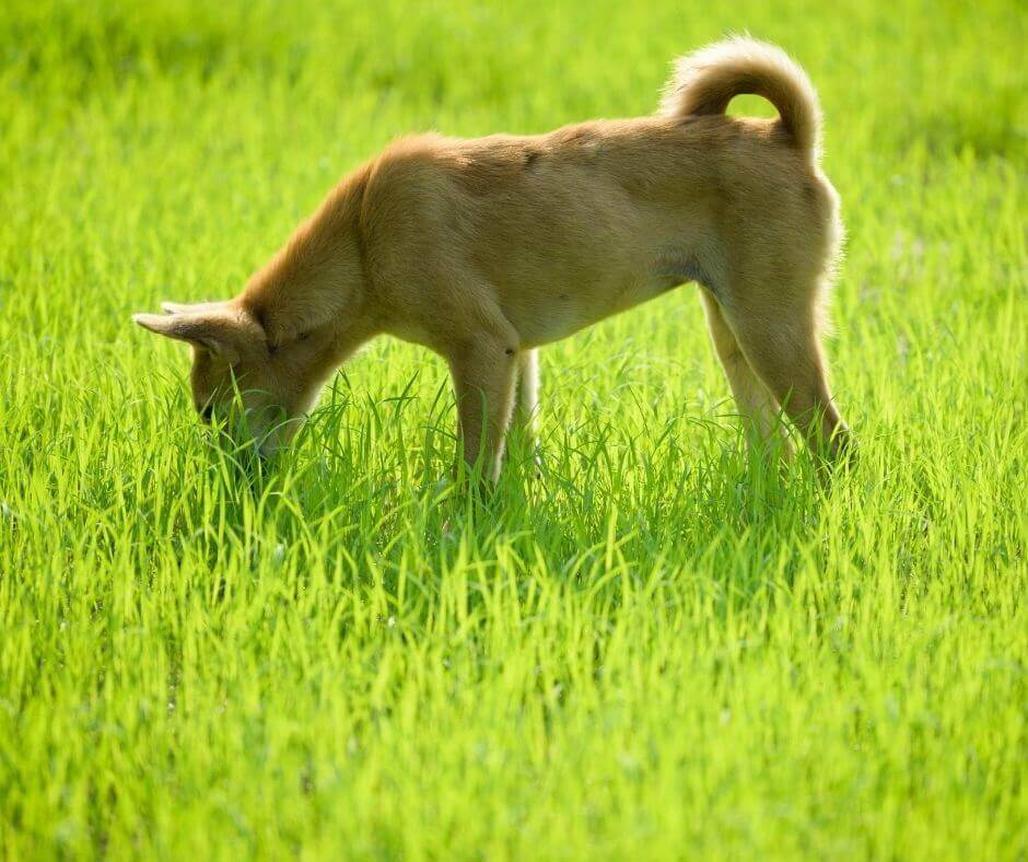 chien mange de l herbe