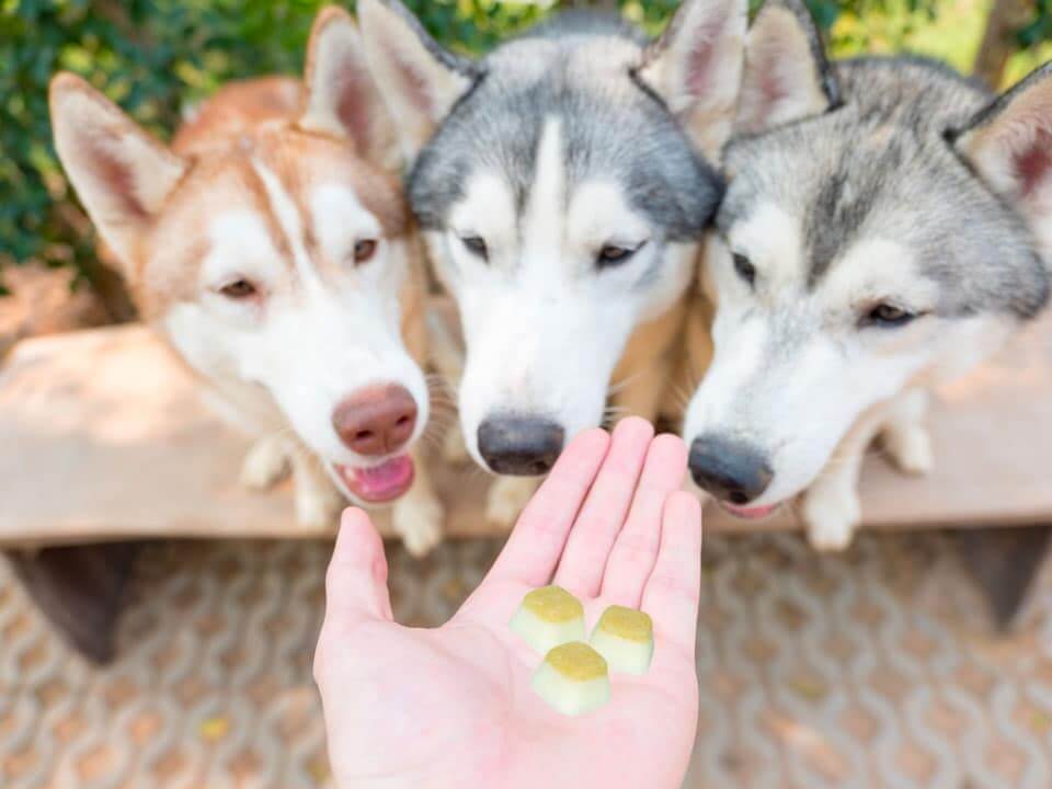 vitamines pour chien