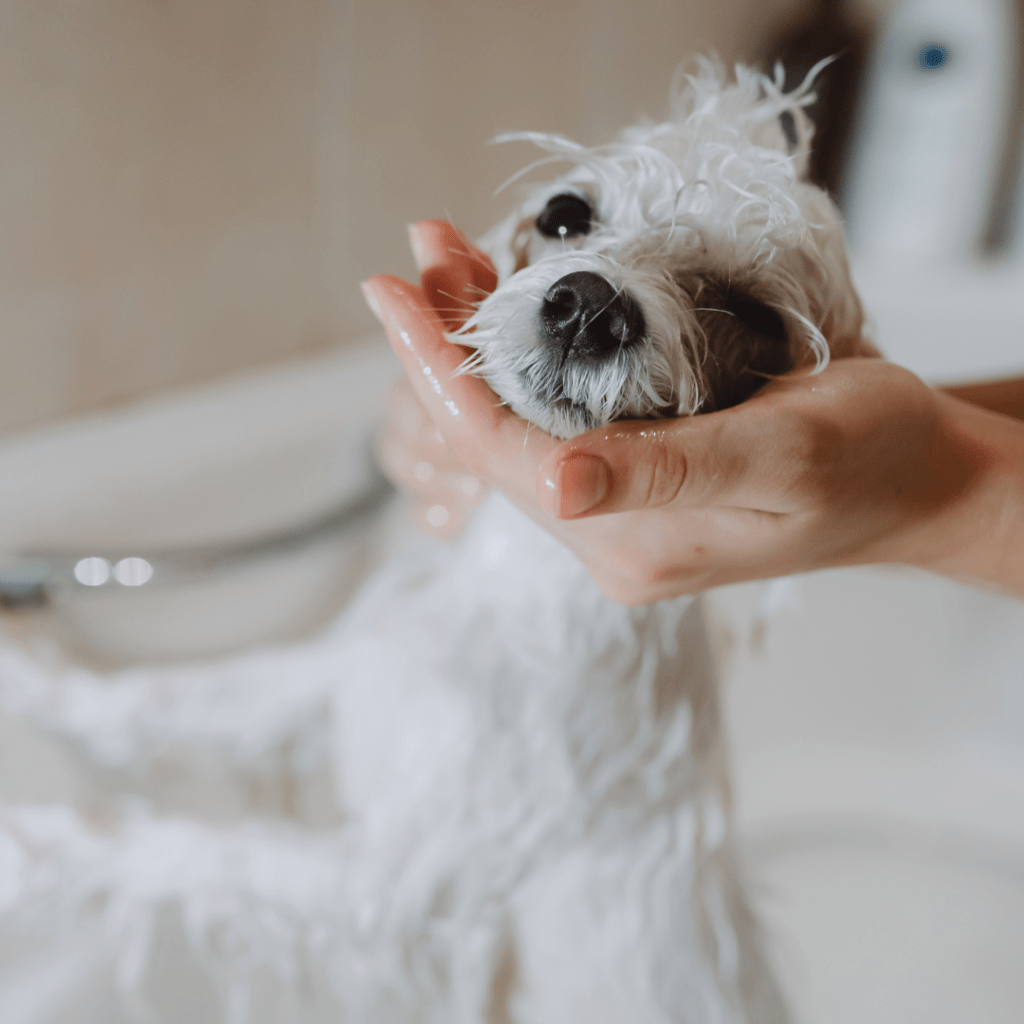 laver chien conseils
