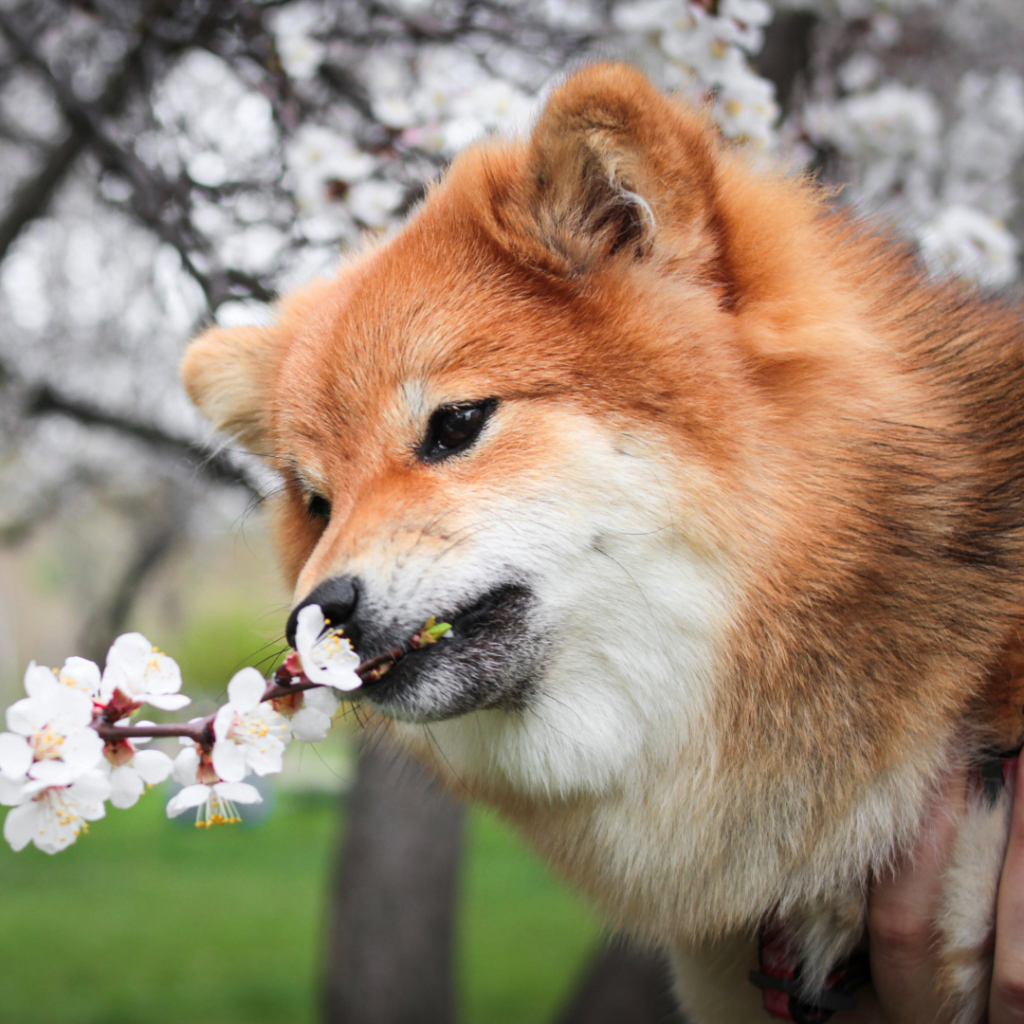 chien mangeant des fleurs