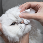 chat à qui on nettoie les yeux