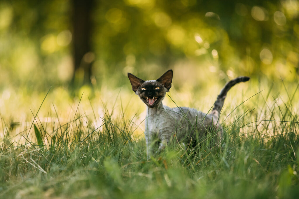 Drôle jeune chaton gris Devon Rex miaulant dans l'herbe verte. Chat à poil court de race anglaise.