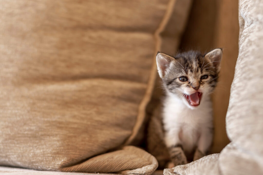 Chaton espiègle jouant sur le canapé, se cachant entre les coussins et miaulant. Visuel article les miaulements de chat.